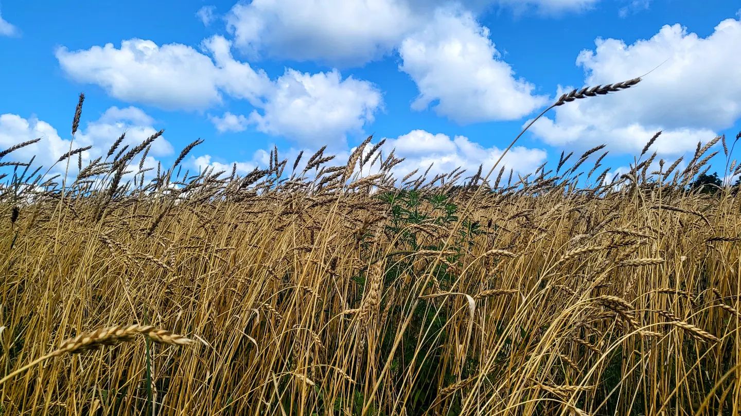 295384564_458211782977572_8578492418077146130_n